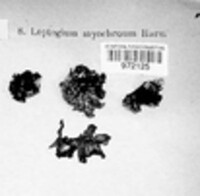 Leptogium myochroum image